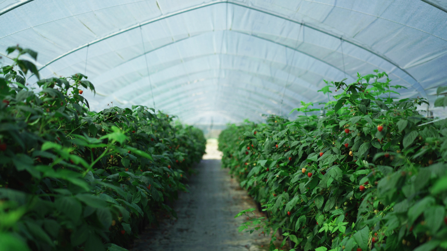 Arrigoni_PRISMA_Raspberry|Agrofilm _LIRSA_Strawberries|Macfrut_Arrigoni